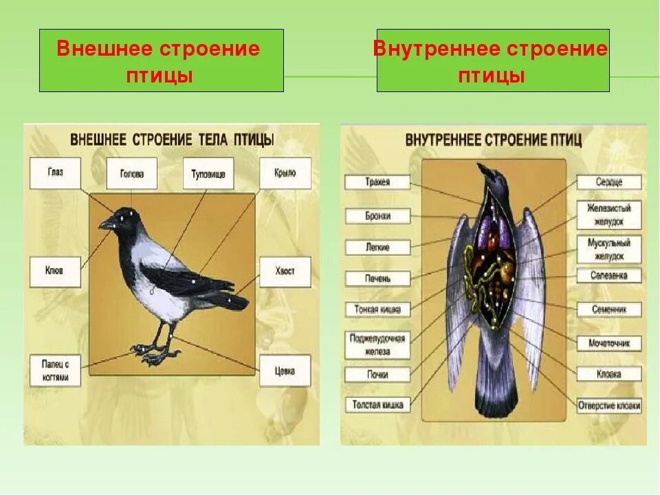 Отделы тела птиц 7 класс