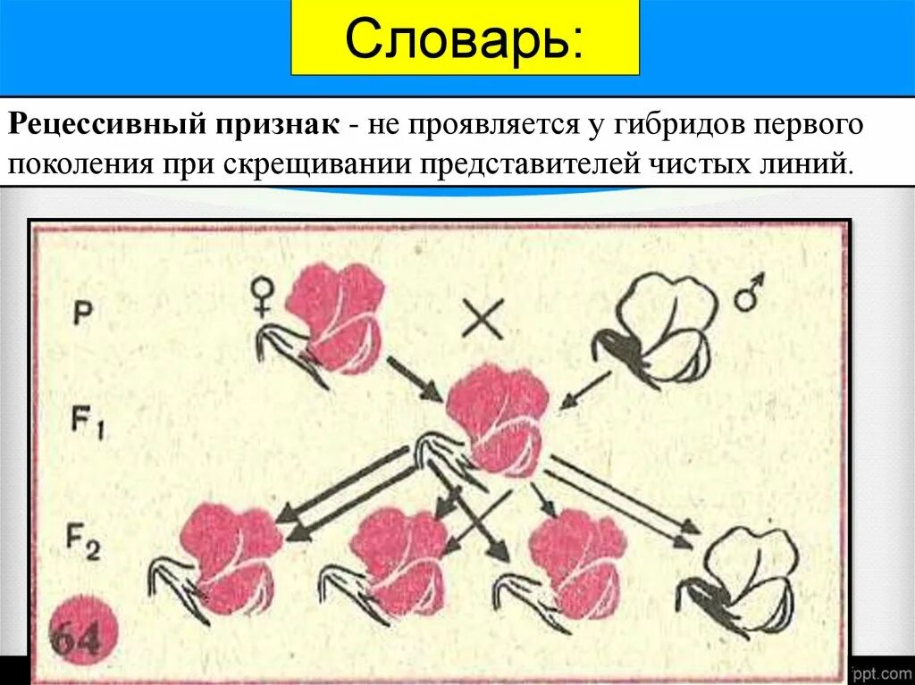 Скрещивание представителей чистых линий метод. Признак проявляющийся у гибридов первого поколения. Признаки не проявляющиеся у гибридов первого поколения. Какие признаки проявляются у гибридов первого поколения. Признаки не проявляющиеся у гибридов первого поколения г Мендель.