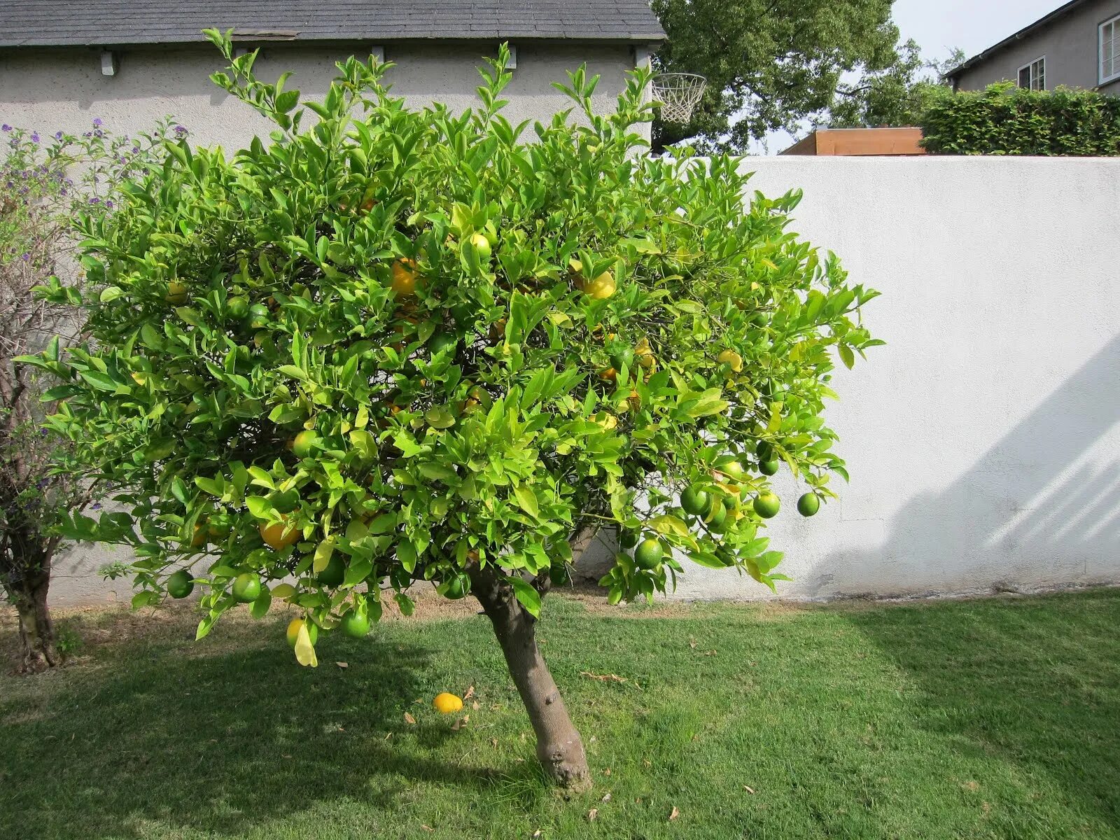 Чилибуха (Strychnos NUX Vomica). NUX Vomica растение. Чилибуха дерево. Чилибуха рвотный орех.