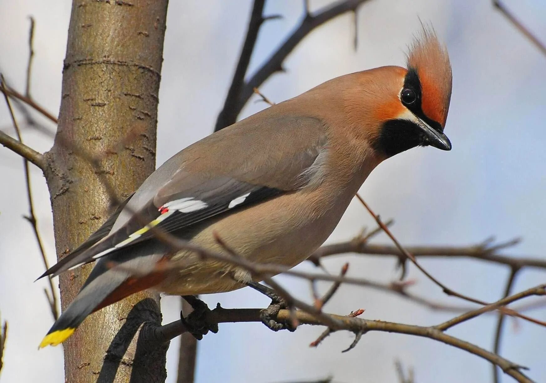 Какие птицы сейчас есть. Свиристели прилетели в киров. Лесные птицы сибири. Какие птицы сейчас есть. Свиристели стая.