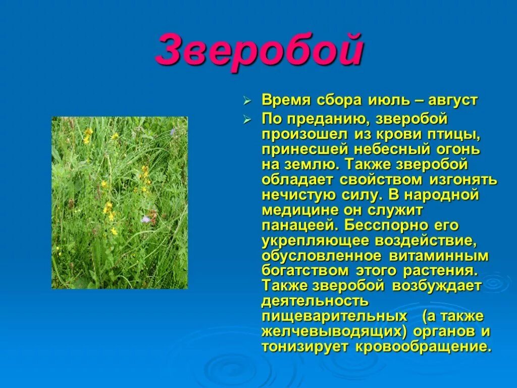 Зверобой время. Зверобой сообщение. Зверобой презентация. Зверобой информация о растении. Зверобой растение презентация.