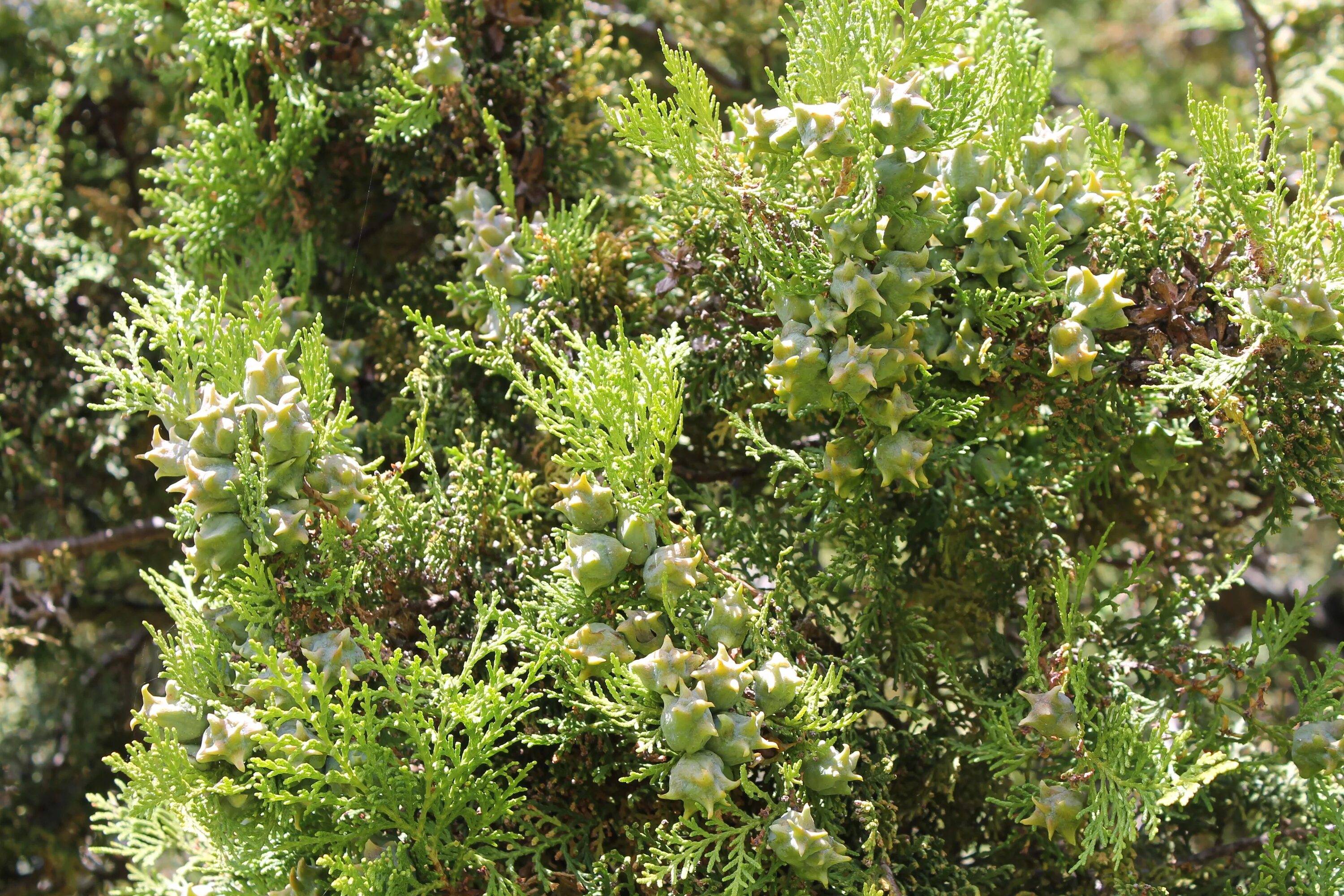Platycladus orientalis aurea nana variegata. Платикладус поникающий. platycladus orientalis z siewu. платикладус восточный френки бой фото и описание.