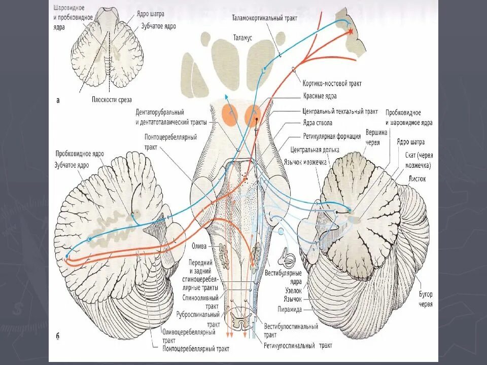 Стационарное ядро. Тектоспинальный тракт схема. Рубно-спинальный тракт. Рубро мпинальнвй тракт. Зубчатое ядро мозжечка.
