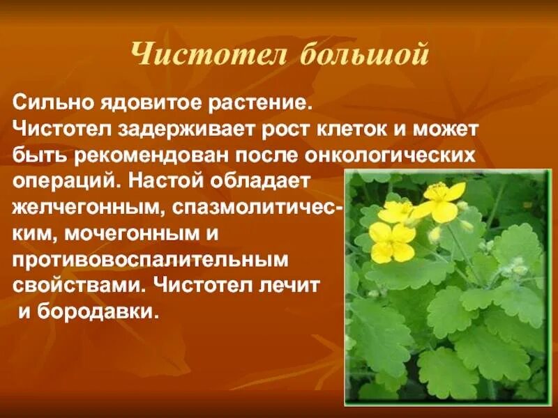 Лекарственные растения чистотел. Чистотел травянистое растение. Чистотел лечебные свойства. Чистотел трава лечебные свойства. Чистотел для чего применяется