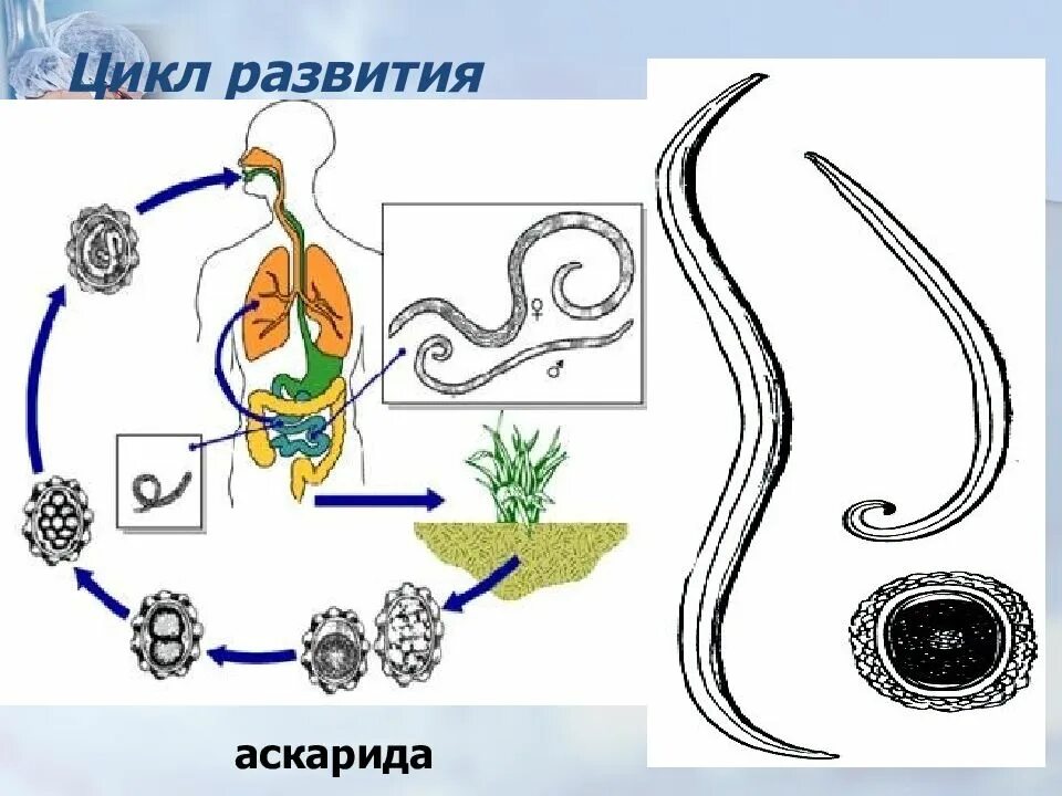 Образ жизни аскариды. Схема размножения человеческой аскариды. Круглые черви цикл развития аскариды. Цикл развития аскариды у круглых червей. Жизненный цикл аскариды человеческой рисунок.