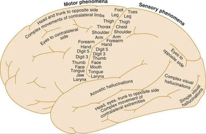 High brains. Higher cortical functions. High Brain. Нейроанатомия. Brain gain группа.