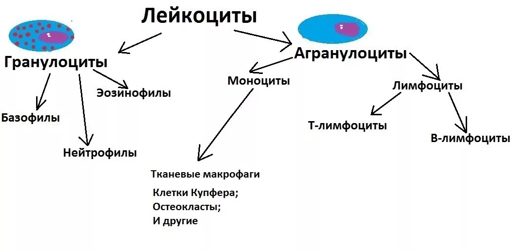 Лимфоциты и их функции