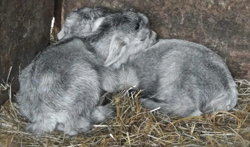 Кормление новорожденных козлят. Новорожденные козлята. Козлята 2 месяца. Фото новорожденных козлят. АИ новорожденных козлят.
