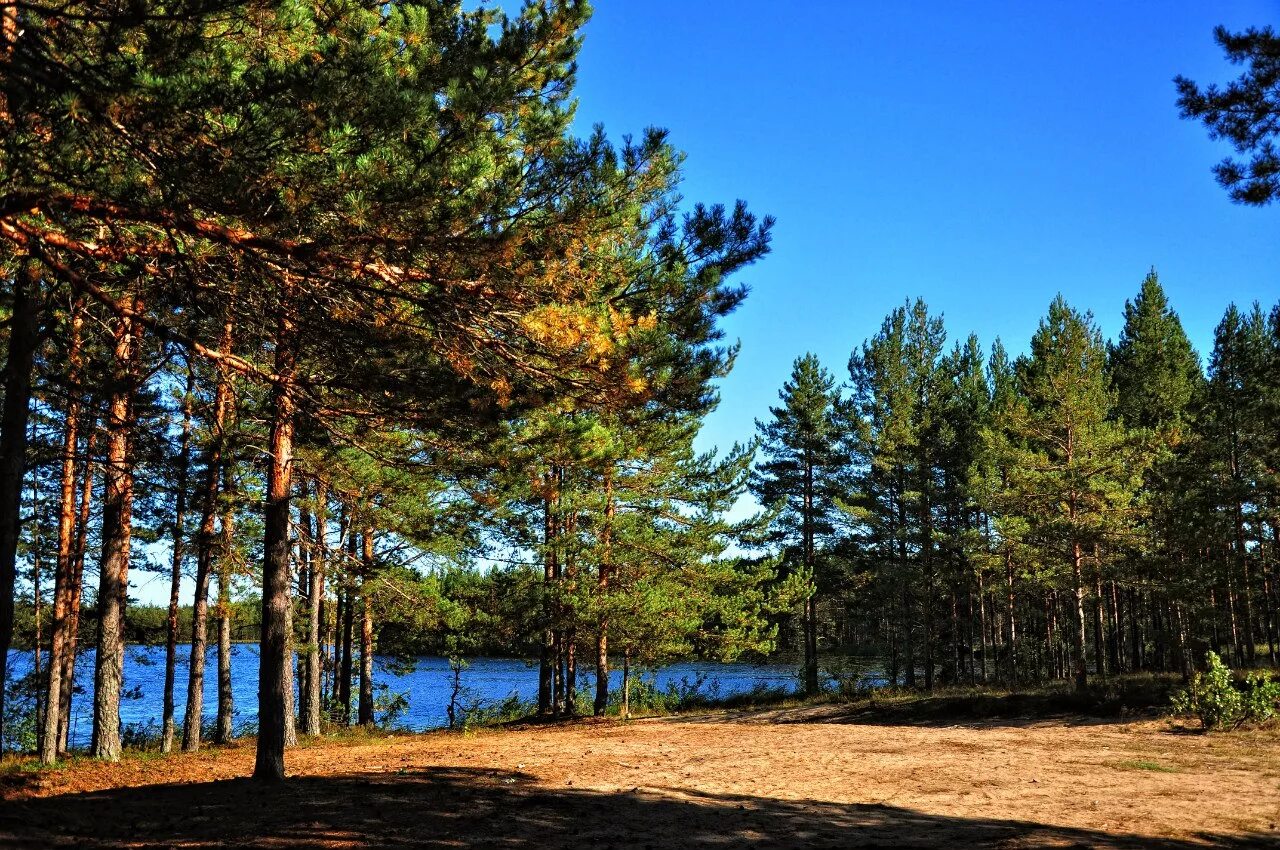 вода сибирская 0,5. озеро лососинное карелия. вода сосновый бор. где купить воду сосновый бор в нижневартовске.