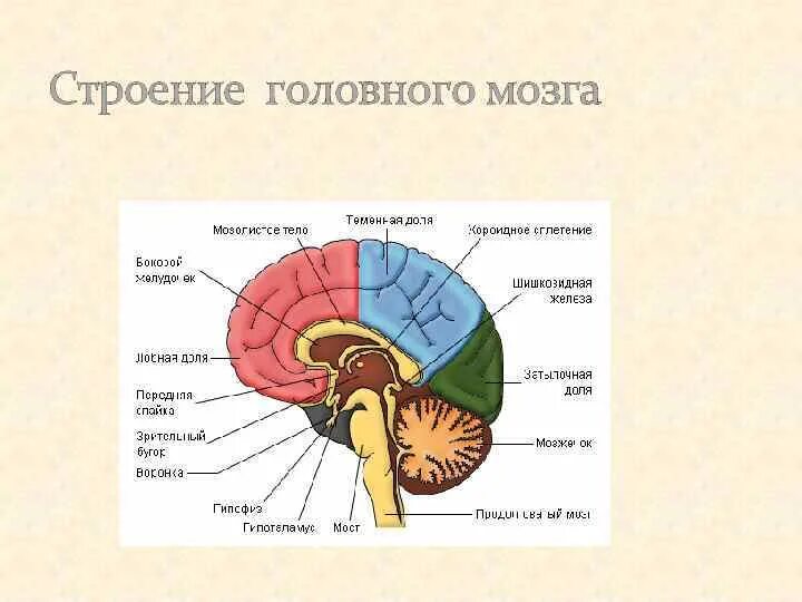 Структура мозга человека и функции. Схема строения головного мозга человека. Функции отделов головного мозга анатомия. Рис 61 строение головного мозга. Функции отделов головного мозга рисунок.