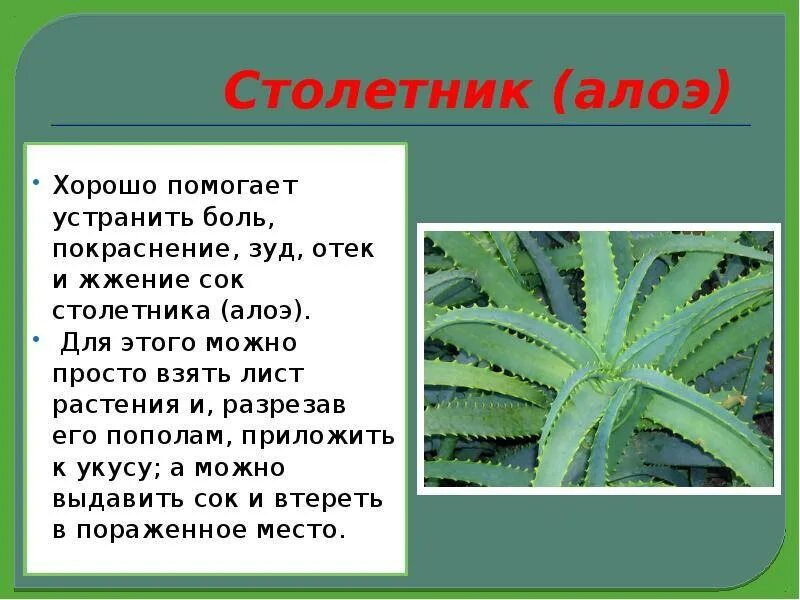 Противопоказания свойства алоэ. Алоэ характеристика листа. Алоэ древовидное столетник размножение. Алоэ столетник Бабушкин.