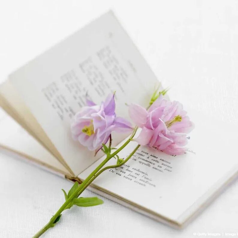 Книга с цветами. Книга цветы. Поэзия картинки. Цветы в поэзии.