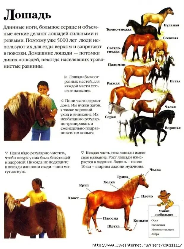Расскажите детям о домашних животных. Рассказ о лошади. Рассказ про лошадь для детей. Рассказ про лошадь для детей дошкольников. Домашнее дивотнын описание.