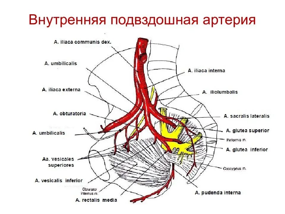 Ветви внутренней подвздошной артерии схема. Внутренняя подвздошная артерия схема. Ветви наружной подвздошной артерии схема. Париетальные ветви внутренней подвздошной артерии. Кровообращение малого таза у женщин