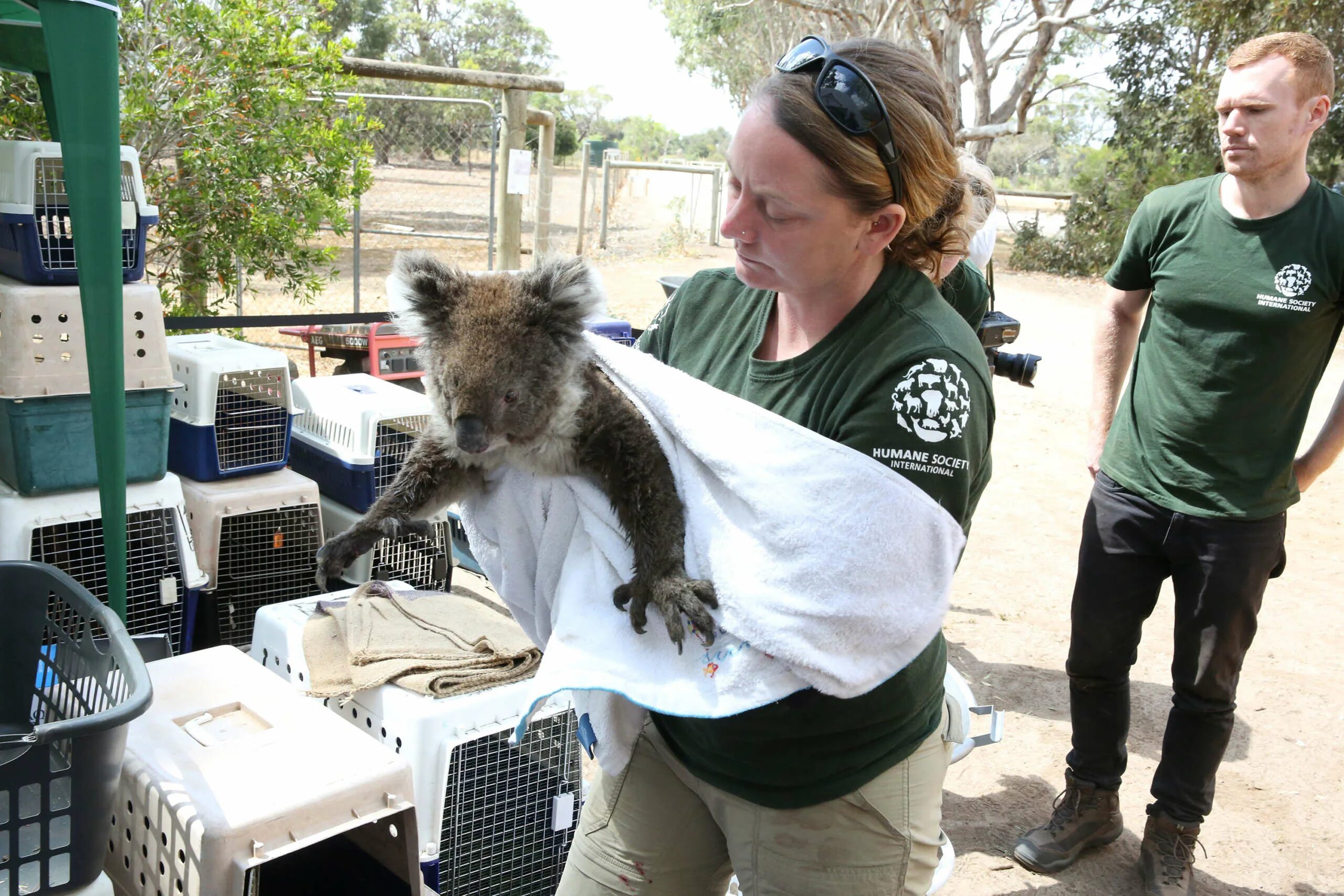 Human society. Humane Society International. Humane Society International Australia. Humane Society International Australia NATUREGUARD. Humane Society International Australia ecological Societies.