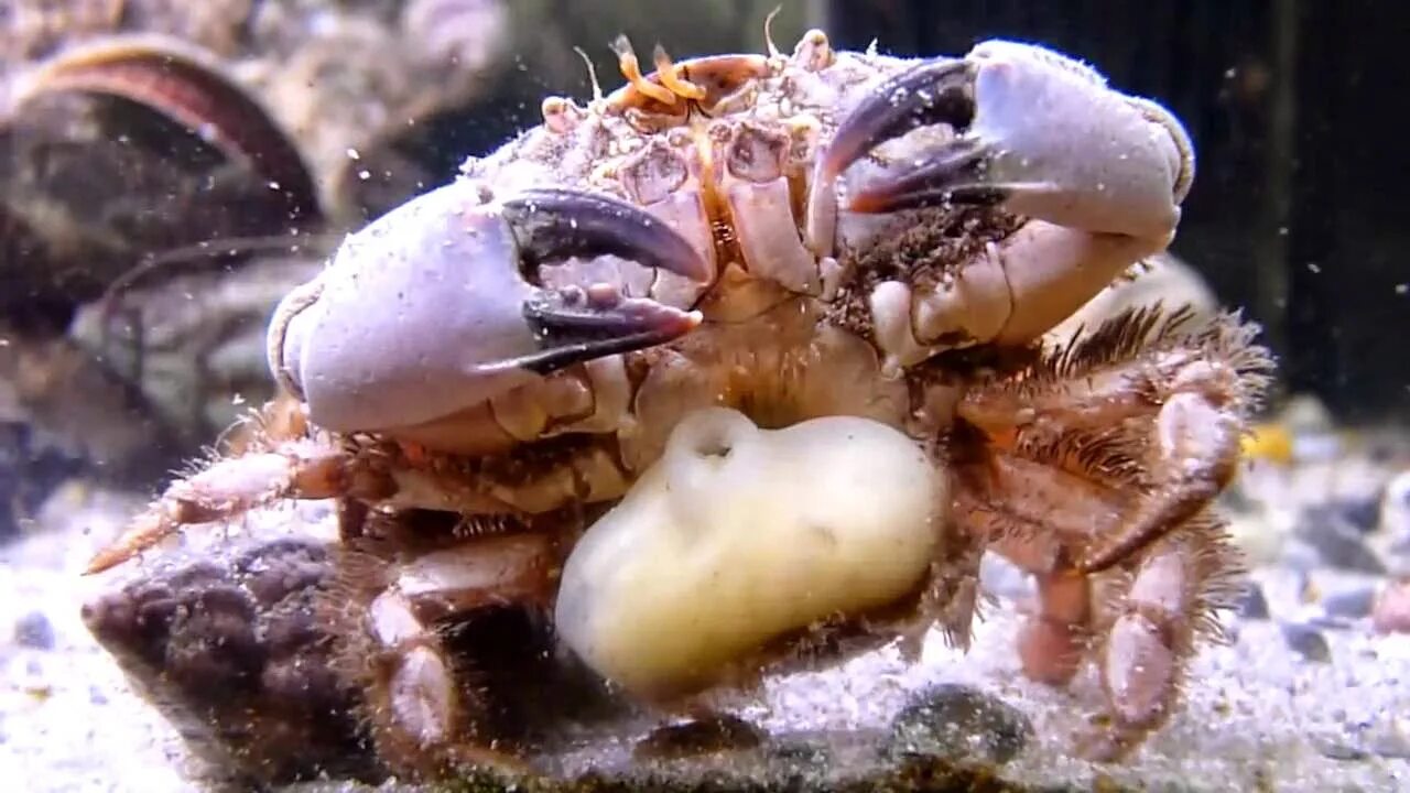 Краб и черепаха. Усоногий рачок саккулина.