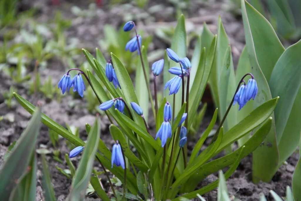 Виды подснежников. Какого цвета бывает подснежник. Подснежники почвопокровники. Голубые пролески. Первые весенние цветы подснежники.