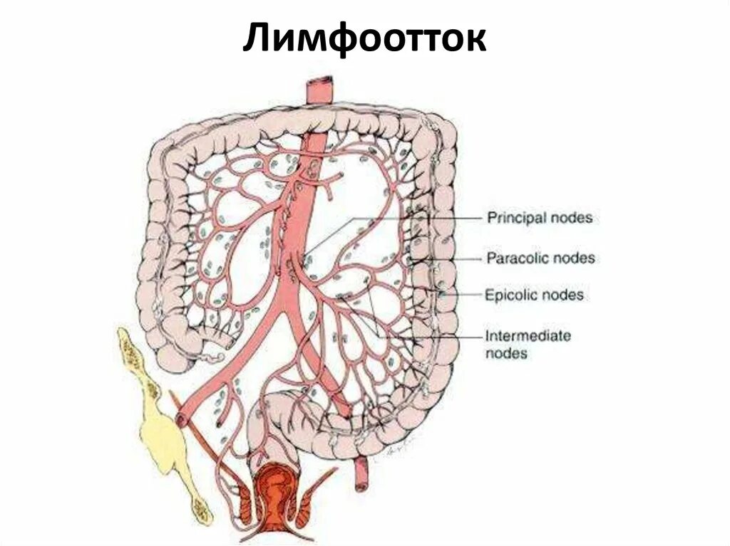 Артерии простаты. Лимфатическая система ободочной кишки. Лимфоотток сигмовидной кишки. Лимфоотток тонкой кишки схема. Отток лимфы от Толстого кишечника.