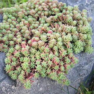 Седумы сорта и виды