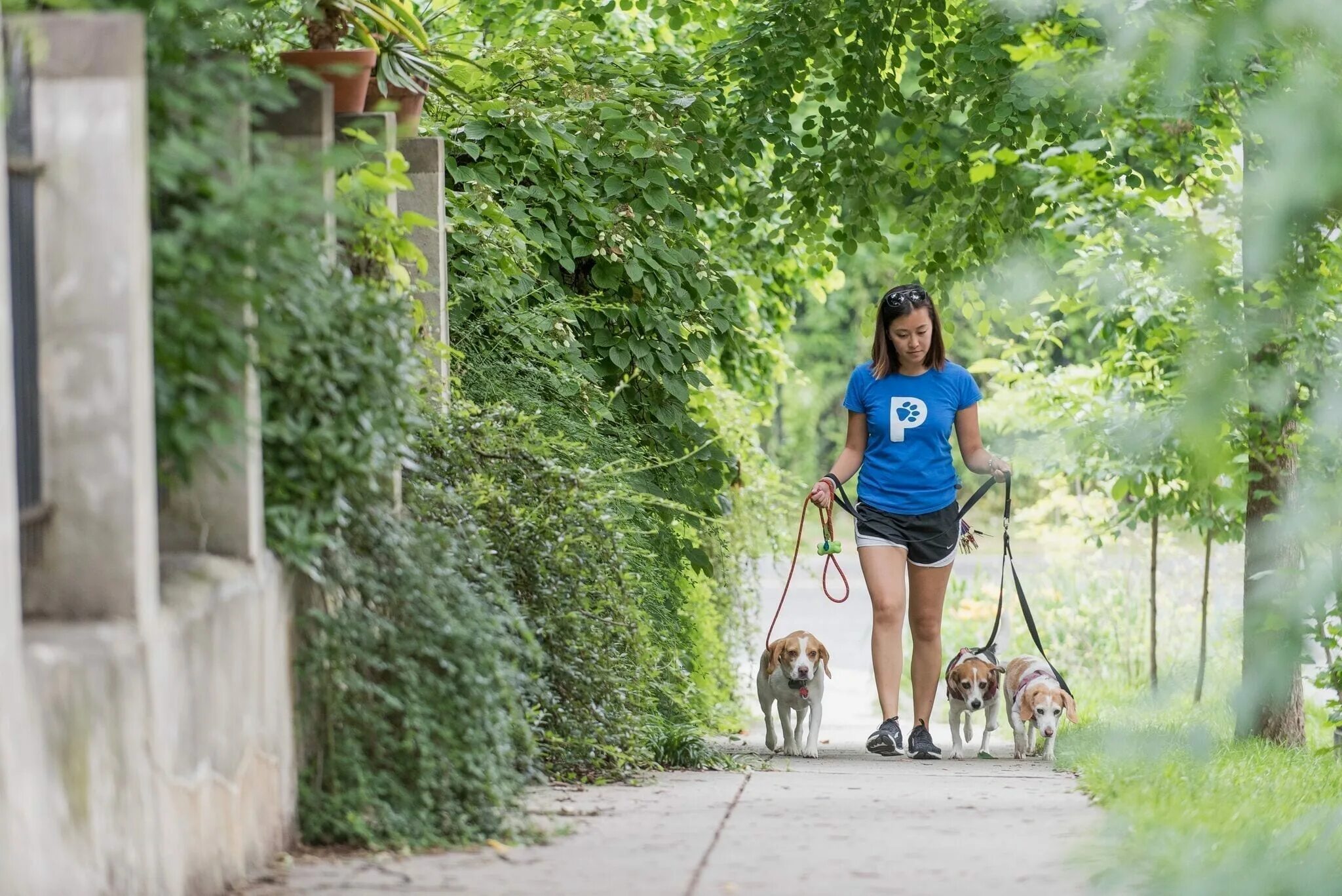 Go for a walk. Go for a walk Park. Taking a stroll. Outdoor Dog Walking.