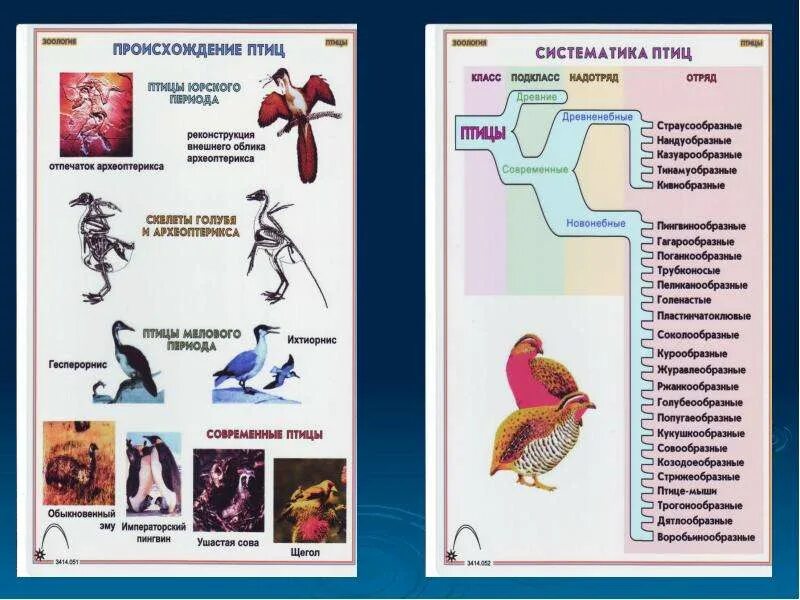 Таблица по биологии 8 класс птицы. Систематика класса птицы 7 класс биология. Схема классификации класса птиц. Систематика класса птицы таблица. Многообразие птиц систематические группы птиц таблица.