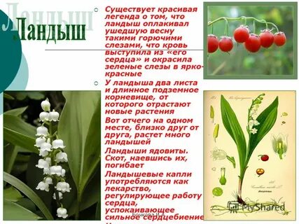 Описание ландыша