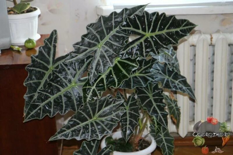 Алоказия amazonica polly. Алоказия сандера полли. Алоказия амазонская. Алоказия купрея. Рост алоказии.