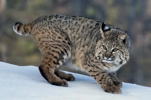 Bobcat животное