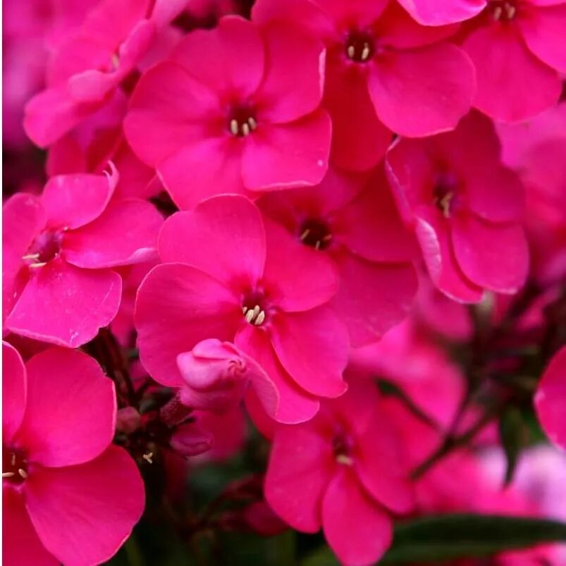 Флокс метельчатый юник олд пепл. Флокс юник пепл. Флокс younique old blue. Флокс юник олд. Флокс метельчатый younique mauve.