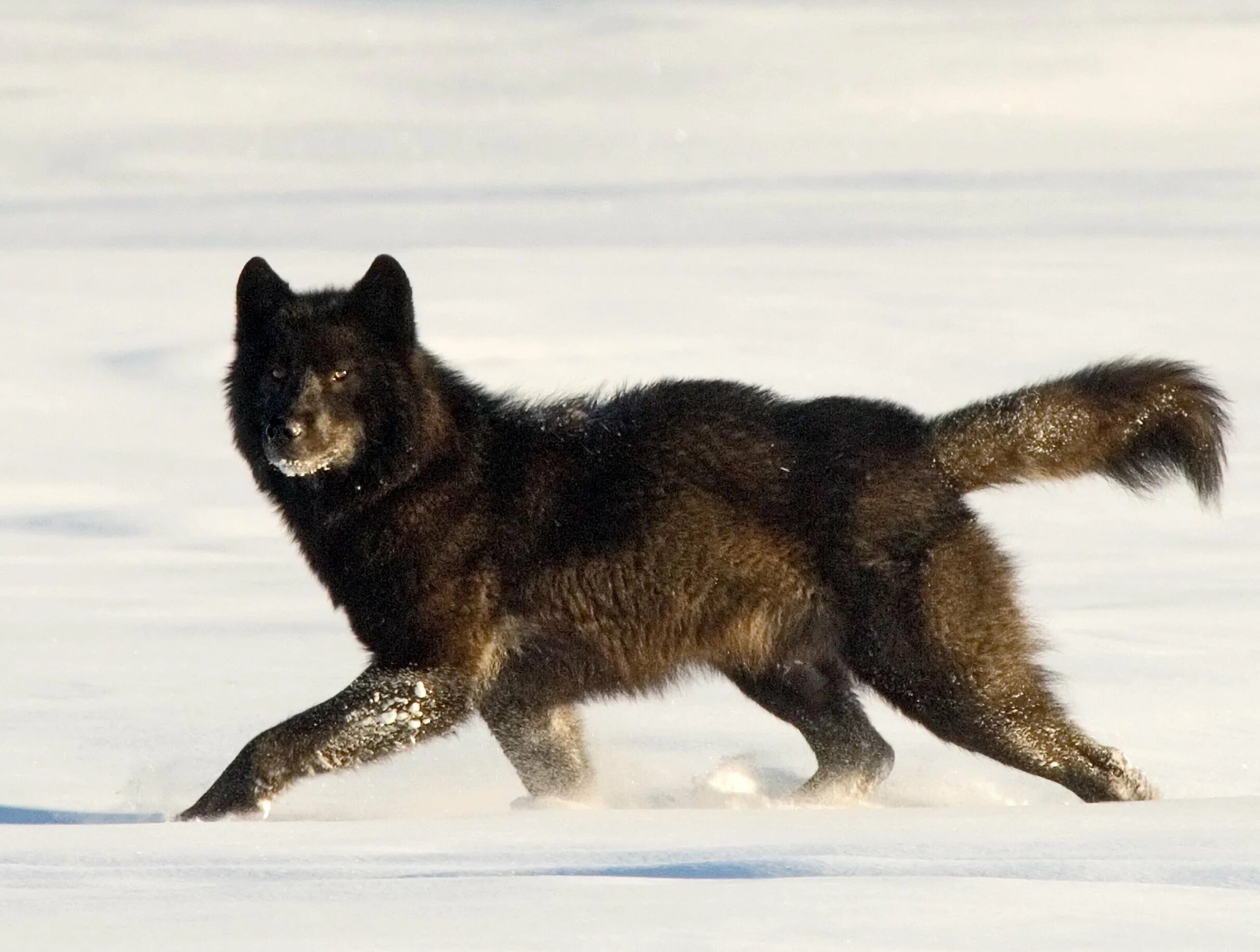 Канадский черный Бизоний волк. Канадский волкособ вольфхунд. Аляскинский вольфхунд. Волк Ромео на Аляске.
