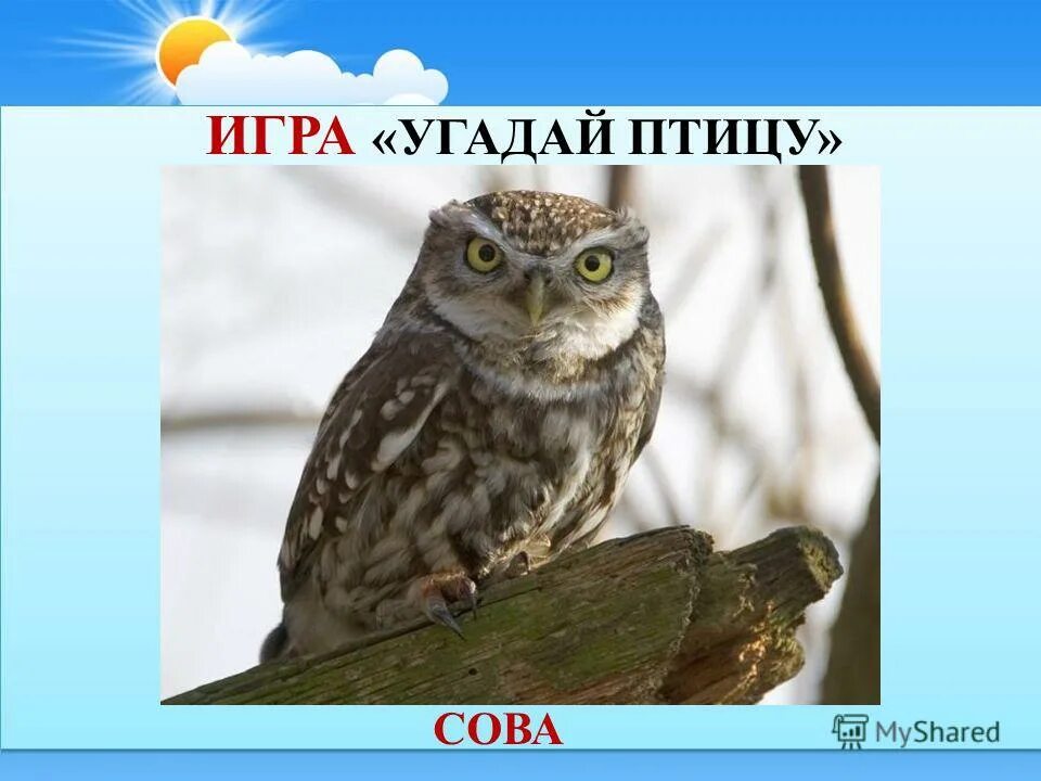 Сова угадай книгу игра. Игра совенок. Совы мультяшные. Совушка геймс. Игра сова для детей.