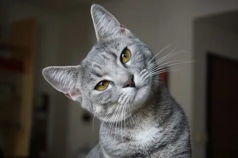 Частый кот