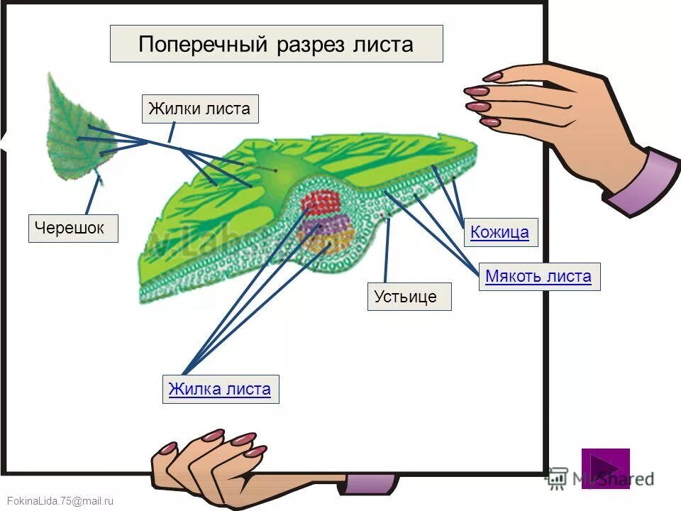Жилки листа состоят из. Жилкование клена. Жилки проводят. Жилки листьев. Внешнее и клеточное строение листа.