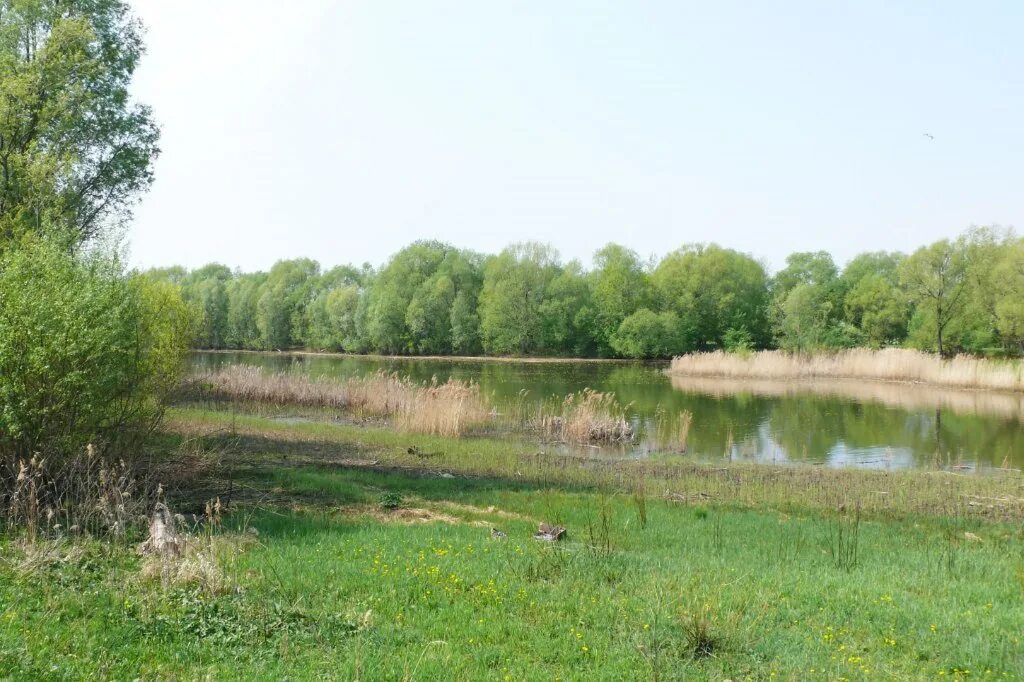 Липецкая область, задонский р-н, с. Земля липецкая область. Река мартынчик липецкая область. Река сосна голиково. Земля наша липецкая.