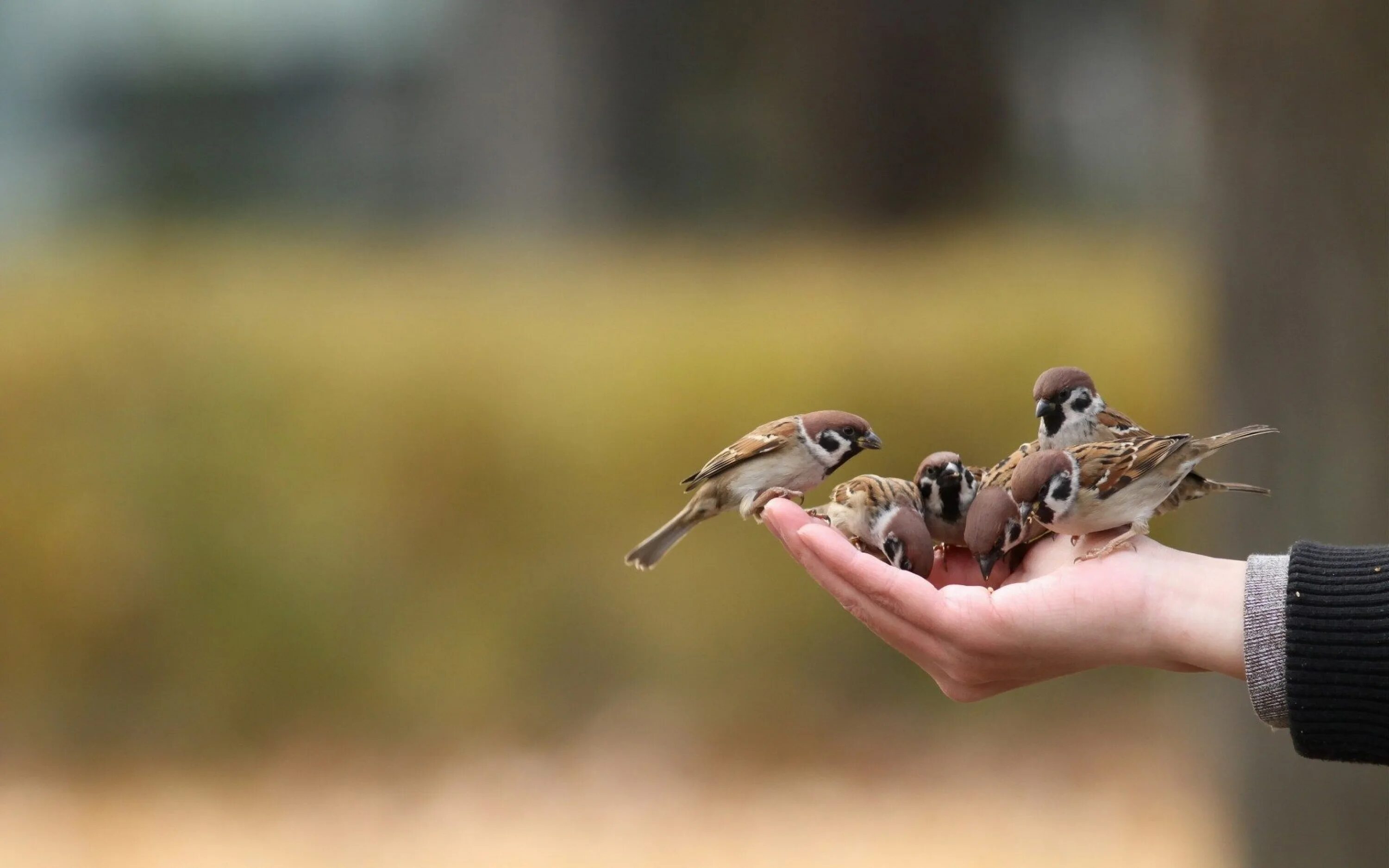 They like birds. Птичка на руке. Воробей на руке. Птицы ладошками. Птичка на ладони.