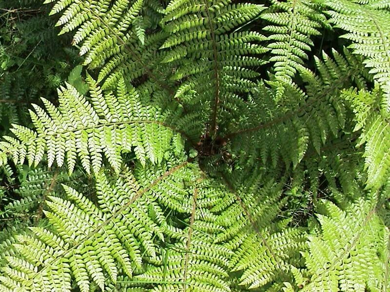 Кочедыжник женский (athyrium filix-femina). Папоротники жили. Папоротник орляк страусник щитовник. Папоротник щитовник валлиха. Папоротник орляк.