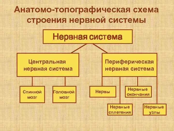 Нервная система анатомо функциональная система классификация. Анатомо топографическая нервная система. нервная система по топографическому принципу. топографическая классификация нервной системы.