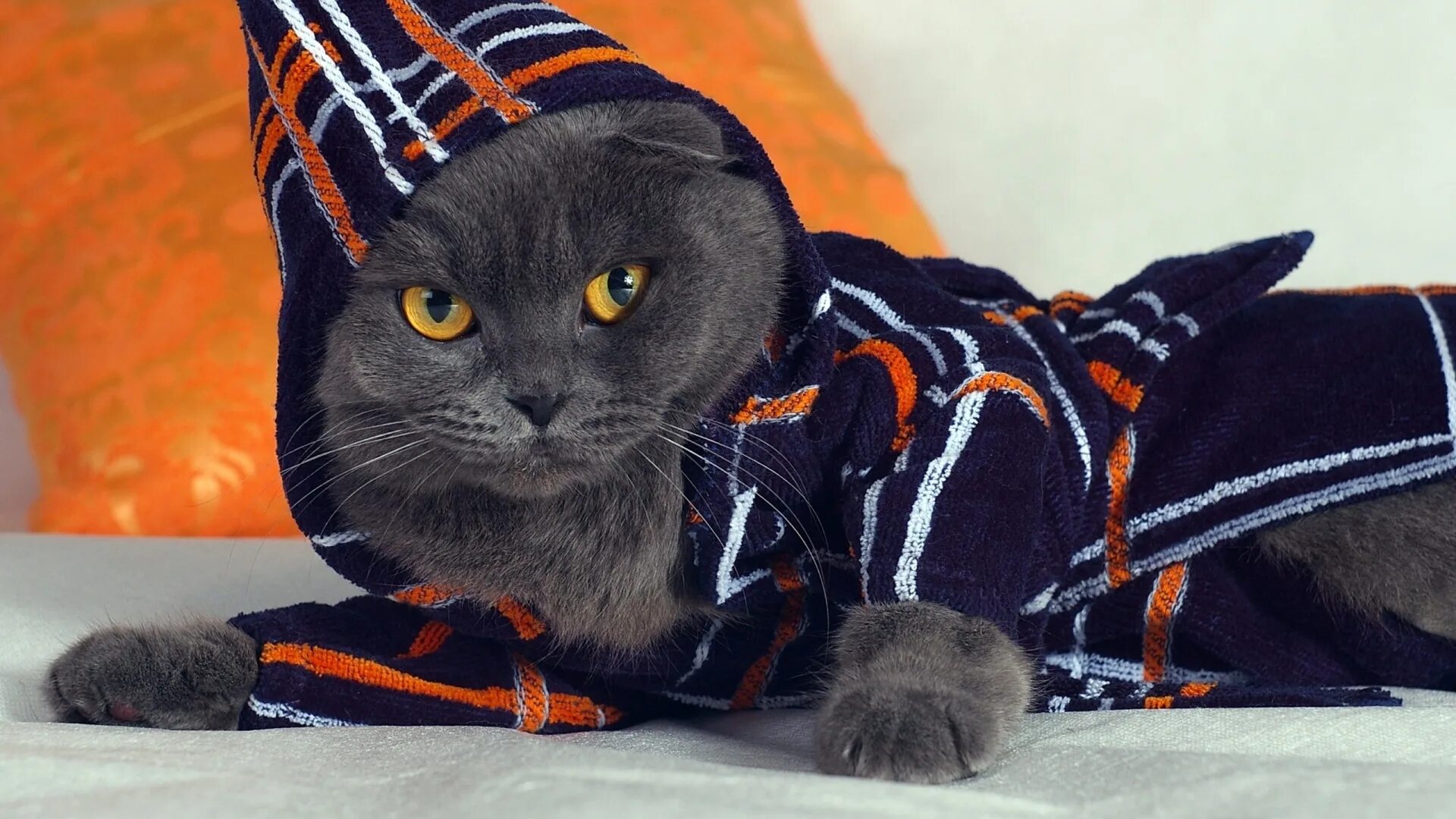 Одежда для кошек. Кот в костюме. Кот в одежде. Кошка в одежке