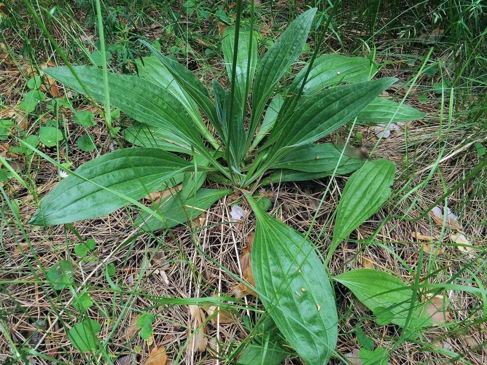 Подорожники 7. Подорожник средний Plantago Media. Подорожниковые (Plantaginaceae). Подорожник средний растения. Подорожник средний лист.