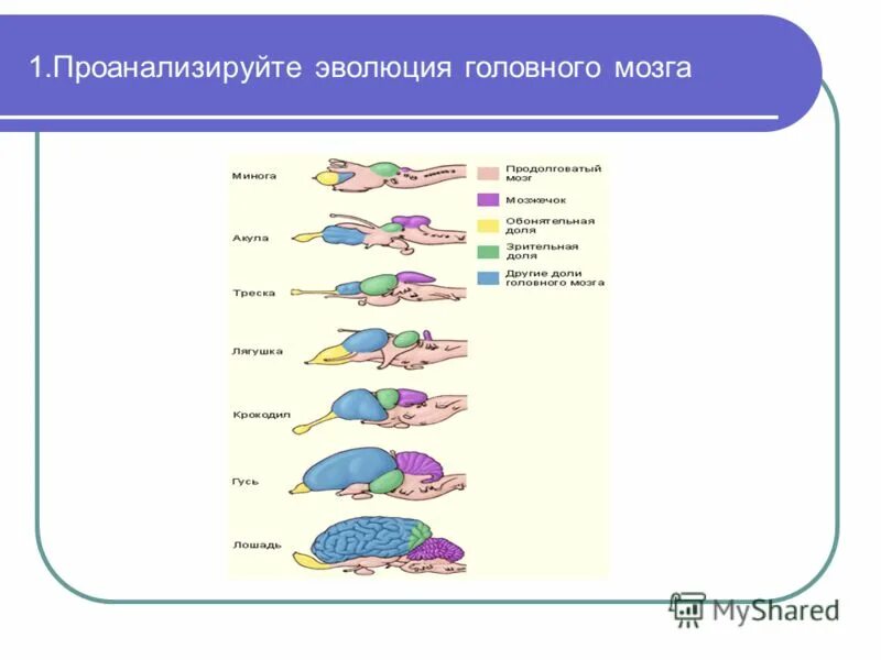 Таблица эволюции головного мозга