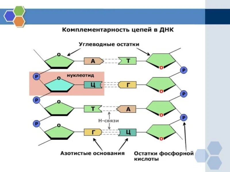 Буквы нуклеотидов. Принцип комплементарности ДНК схема. Комплементарные связи в ДНК. Тип связи между нуклеотидами в РНК. Строение нуклеотида ДНК.