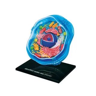 4d master