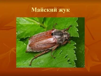 Майский жук польза