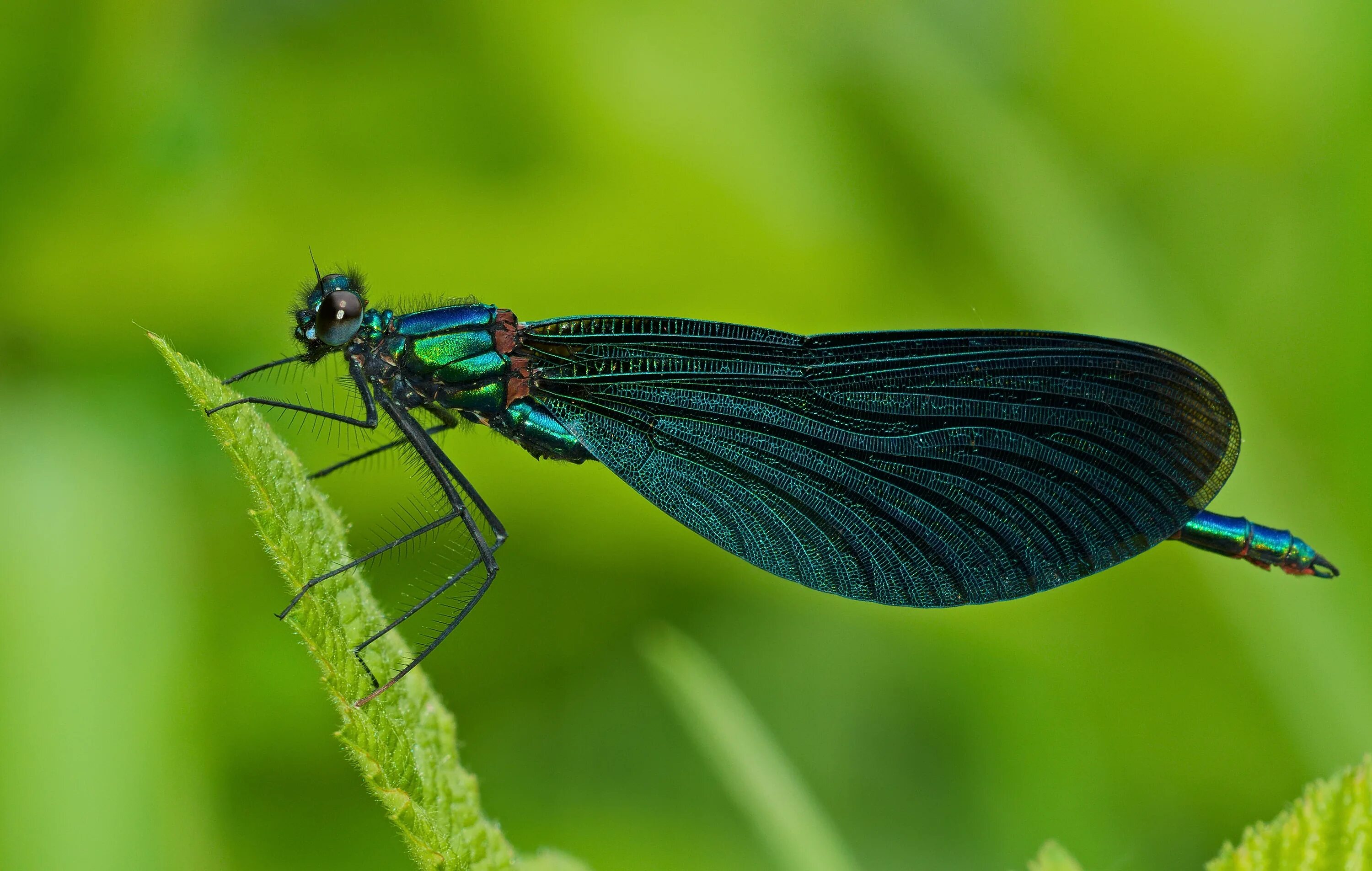 Стрекоза Calopteryx Virgo. Стрекоза красотка темнокрылая. Calopteryx Virgo личинка. Красотка-девушка (Calopteryx Virgo l.).