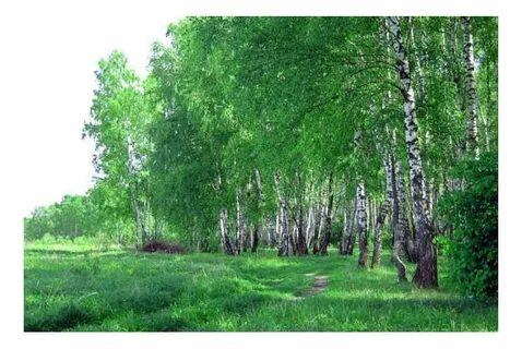 Чистотел на опушке березового леса