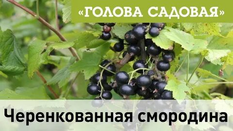 Садовый гид смородина