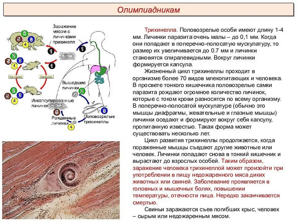 Размер личинки трихинеллы. Стадии жизненного цикла трихинеллы. Трихинелла строение жизненный цикл. Трихинелла Спиралис цикл.
