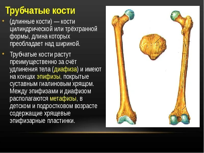 За счет чего растут трубчатые кости. Длинная трубчатая кость. Трубчатая кость растет. Длинные трубчатые и трубчатые кости. За счет чего растет кость