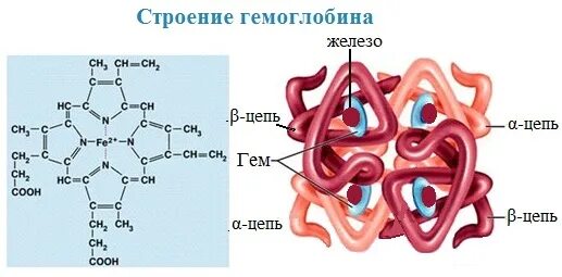 Гемоглобин строение молекулы гемоглобина. Гемоглобин структура четвертичная структура белка. Формула белка гемоглобина. Строение гема гемоглобина.