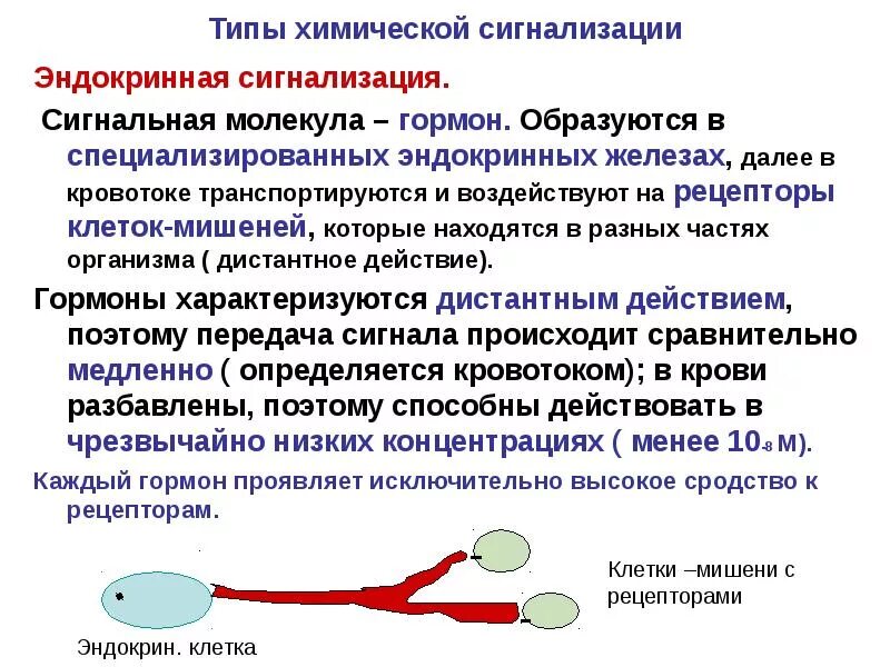 Сигнальные молекулы. Эндокринная межклеточная сигнализация. паракринная межклеточная сигнализация. типы межклеточной сигнализации. аутокринные сигнальные молекулы.